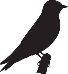 Banded Martin bird in silhouette full white baackground.