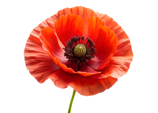A vibrant red poppy flower is isolated on transparent background, showcasing its delicate petals and intricate center