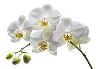 Naklejka na ściany i meble Beautiful white orchid flowers are blooming on a stem, isolated on transparent background
