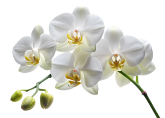 Beautiful white orchid flowers are blooming on a stem, isolated on transparent background