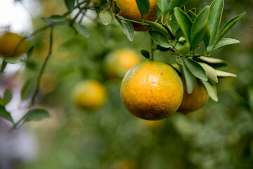 Business farm orange concept nature fruit citrus orchard mandarin tree growing, vibrant organic...