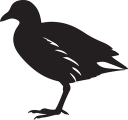 Common Moorhen in silhouette full white baackground.