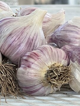 beautiful garlic bulbs, fresh from the garden summer harvest, close up