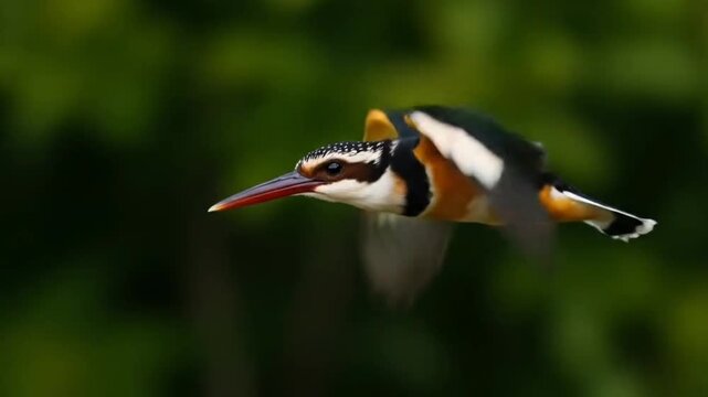 Pied Kingfisher (Ceryle rudis) hovering over a river, near Ahmedabad, Gujarat, India