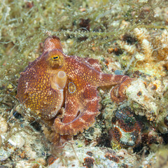 Philippines, Anilao, Siamese Ocellate Octopus (Amphioctopus siamensis)
