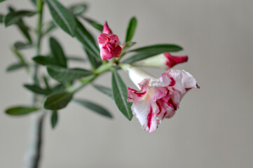 blooming adenium plant in the pot