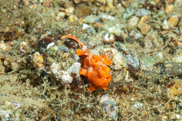 Philippines, Anilao, Frogfish (Antennarius pictus)
