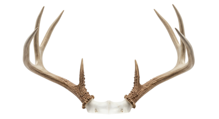 Detailed view of a white-tailed deer antler rack.