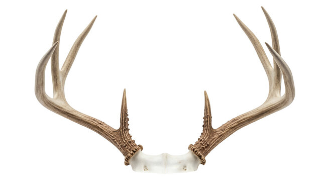 Detailed view of a white-tailed deer antler rack.