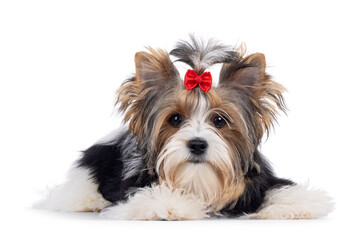 Cute young adult Biewer Yorkshire Terrier dog, laying down side ways. Hair tied up with red bow...