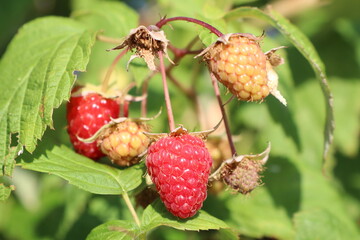 Fresh Ripe Raspberries on a Branch Are Now Ready and Waiting for the Upcoming Harvest