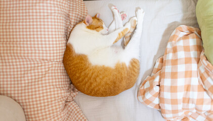 ginger cat lying down on the bed