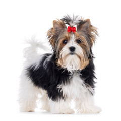 Cute young adult Biewer Yorkshire Terrier dog, Standing side ways. Hair tied up with red bow tie....