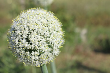 A Beautiful Allium Flower is Blooming Exquisitely with Delicate, Soft White Petals