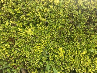 Dense green hedge with small leaves forming a lush, vibrant natural background—ideal for...
