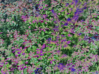 Vibrant garden scene with colorful flowers and lush green foliage, featuring rich purple and pink...