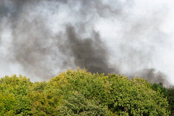 black smoke behind trees. forest fire concept