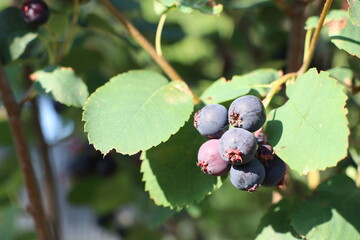 Bountiful Fresh Berries Growing on a Beautiful Bush in Bright Sunshine and Warm Weather