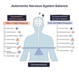 Autonomic nervous system balance shows the contrast between sympathetic and parasympathetic responses, highlighting brain, balance scale, and body outline. Doodle style diagram