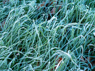 Green leaves of plants covered with hoarfrost. Plants on a frosty white morning.
