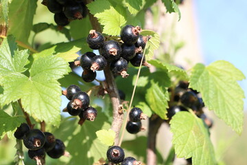 Fresh and Delicious Black Currants Hanging on a Vine Surrounded by Lush Green Leaves