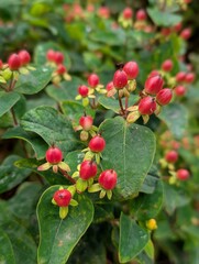 red berries on a bush