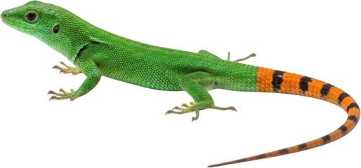 Bright Green Lizard With Orange And Black Striped Tail Isolated Transparent Background Transparent Background