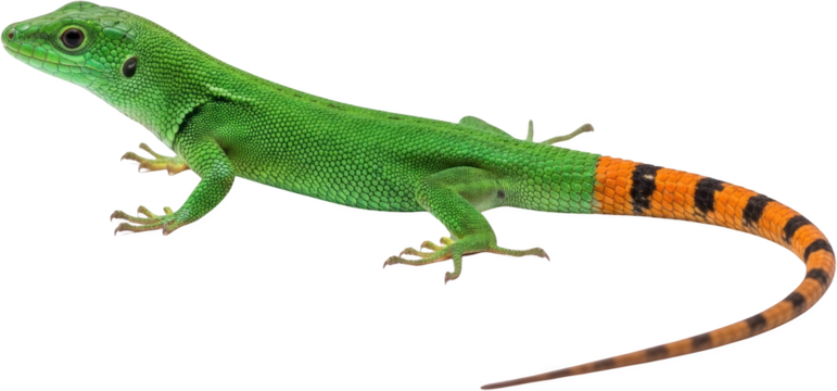 Bright Green Lizard With Orange And Black Striped Tail Isolated Transparent Background Transparent Background