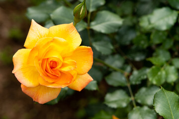 Bloom yellow rose with green leave in the garden