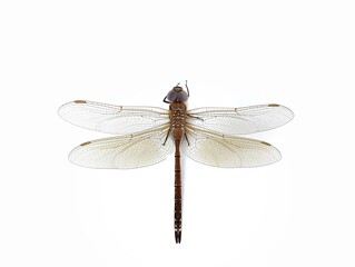 Dragon fly (Odonata) isolated on white background 