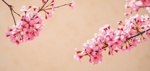 Fototapeta premium Delicate pink blossoms softly frame a muted beige backdrop, creating a serene scene, botanical, gentle
