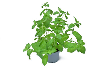 mint green plant in pot isolated on white background
