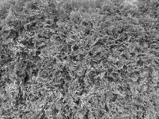 Dense evergreen foliage in grayscale, highlighting intricate textures and natural patterns in a...