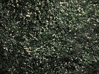 Dense green foliage with small white flowers covering the ground, forming a lush, vibrant natural...
