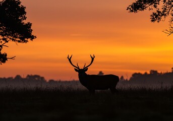 燃える夕焼けを背景に雄鹿シルエット 静寂漂う草原風景