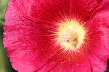 A Stunning CloseUp of a Vibrant Red Flower Showcasing Its Beautiful Yellow Center