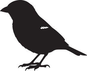 Grey-headed Sparrow in silhouette white background.