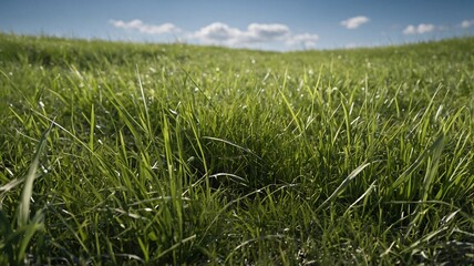 Obraz premium Lush green grass in an open field under a clear blue sky with fluffy clouds.