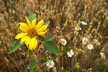 sunflower in a field of wheat
