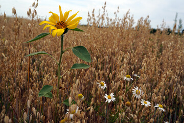 sunflower in a field