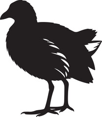 Image of Lesser Moorhen in silhouette full white baackground..