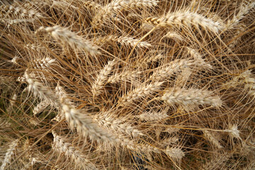 in a field of wheat