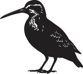 Long billed Pipet in silhouette full white baackground.