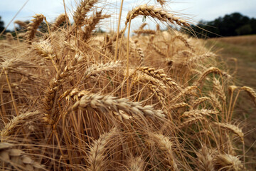 in a field of wheat