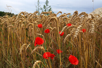poppy seed in a field of wheat