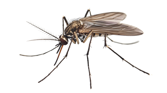 Detailed Close-Up of Mosquito's Wing Structure for Macro Photography and Entomology Studies