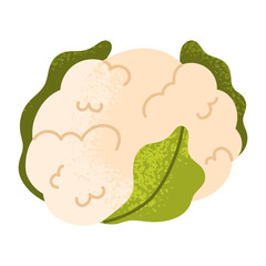 Fresh cauliflower head with green leaves. Cabbage. Healthy vegetable. Fresh organic food for salads. Vector illustration in cartoon style. Isolated on white background