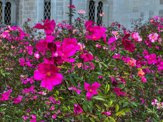 A picturesque scene of bright pink roses blooming profusely in front of an elegant, old stone building with classic arched windows. High quality photo