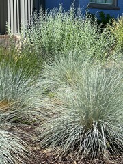 beautiful xeriscape garden with grasses and flowering perennials, heat tolerant landscape in summer