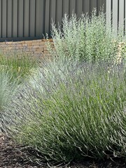 beautiful xeriscape garden landscape with blue foliage plants, lavender, Russian sage and blue oat grass, summer garden